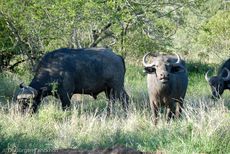 Afrikanischer Büffel (26 von 102).jpg